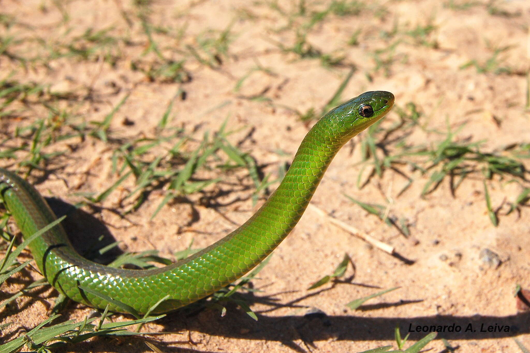 Erythrolamprus jaegeri (Günther 1858) resmi