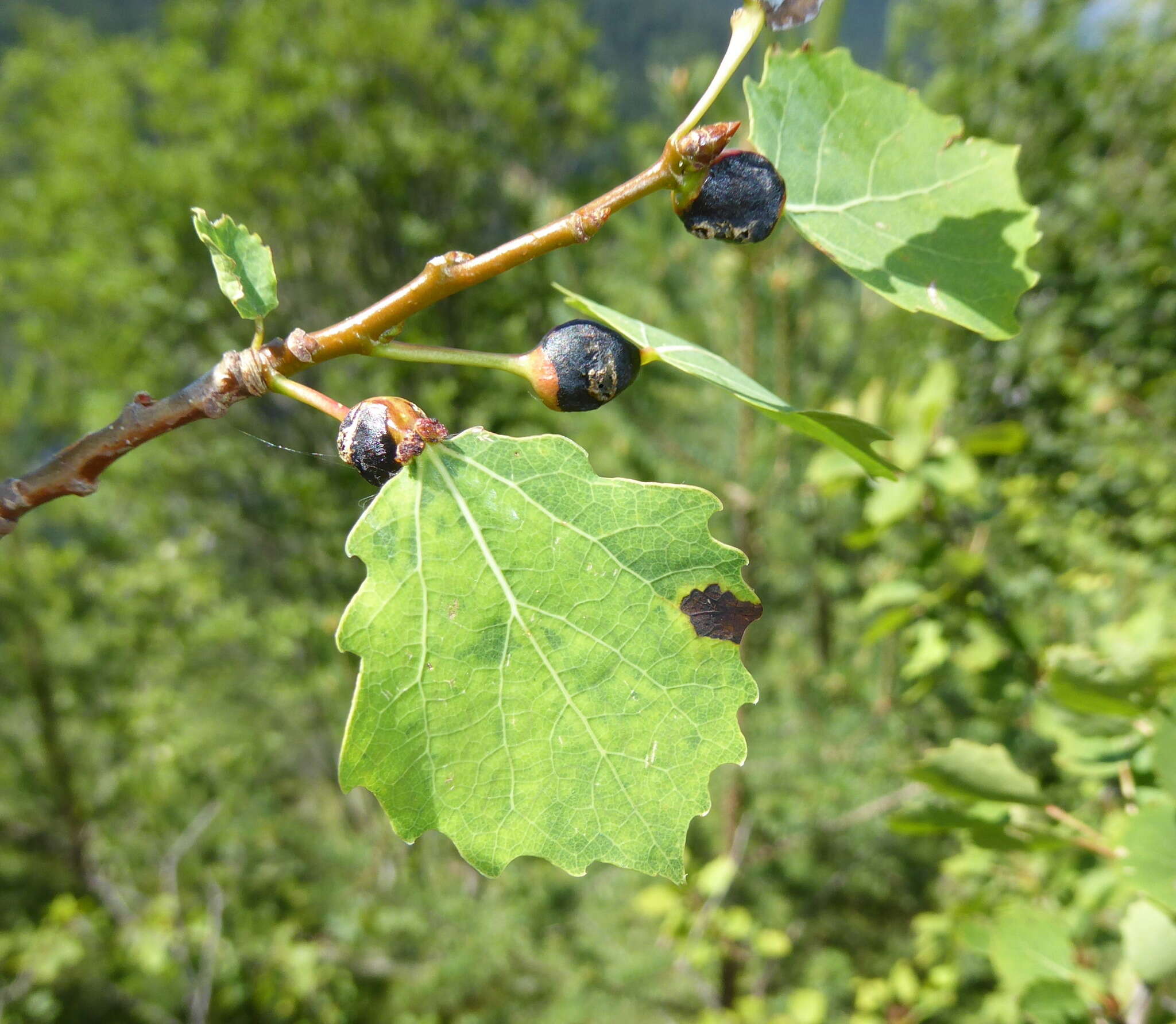 Image of Contarinia petioli (Kieffer 1898)