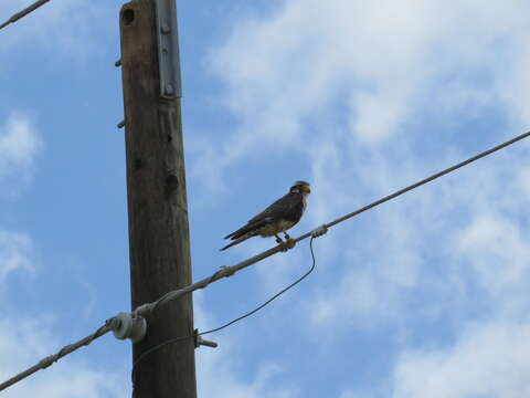 Image of Northern Aplomado Falcon