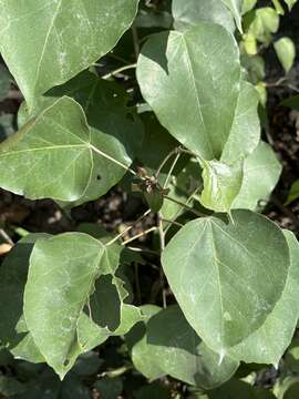 Image of Croton arboreus Millsp.