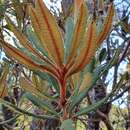 Image of Banksia penicillata (A. S. George) K. Thiele