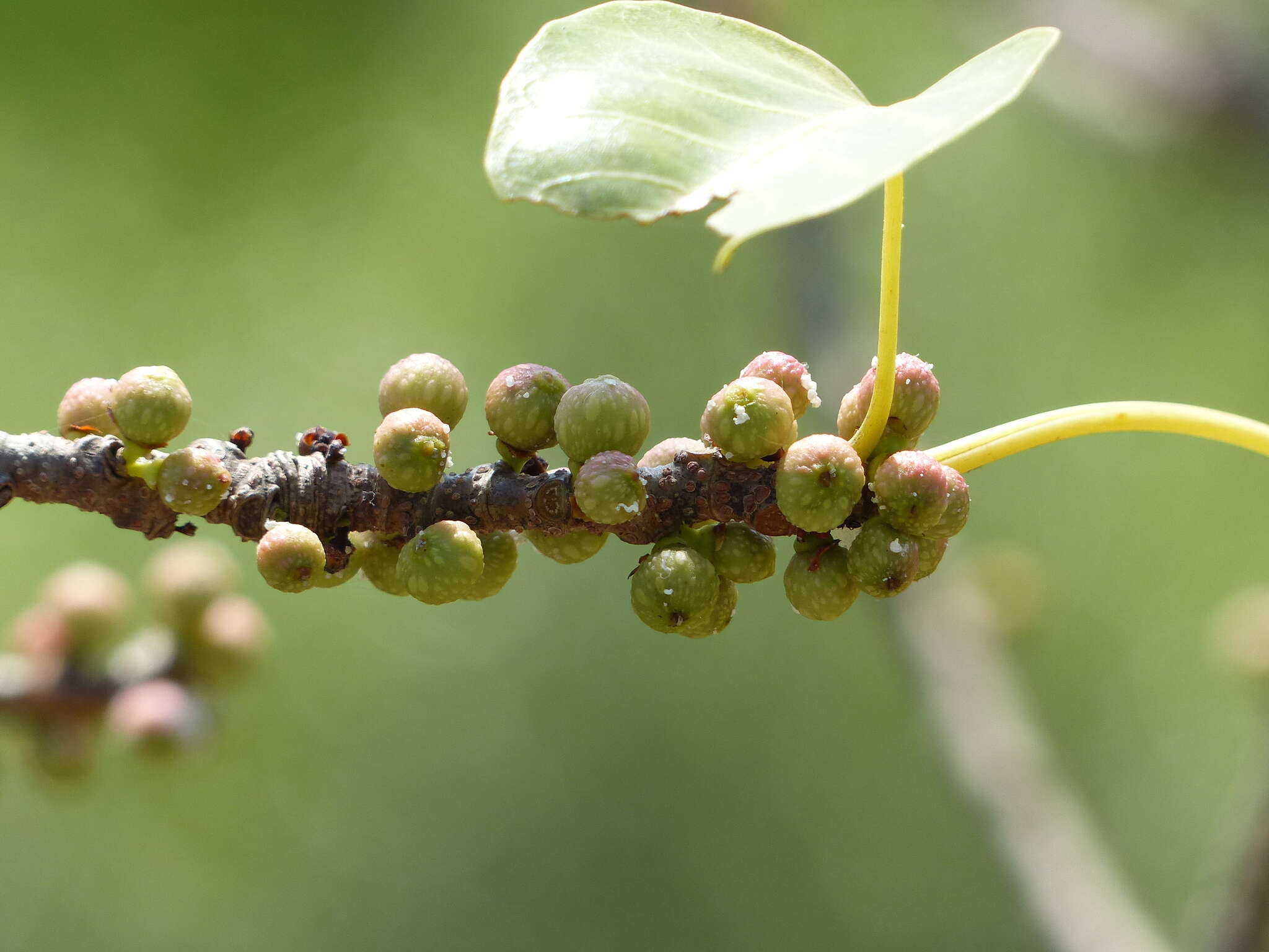 Image of Ficus arnottiana (Miq.) Miq.