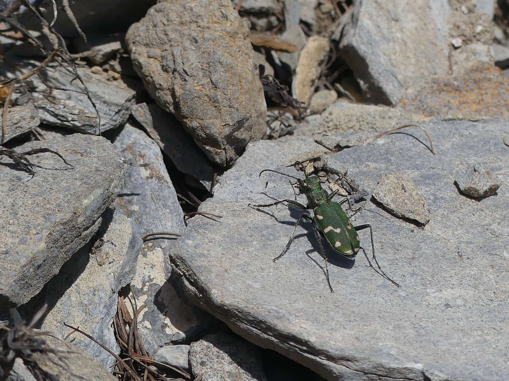 Image of Cicindela (Cicindela) gallica Brullé 1834