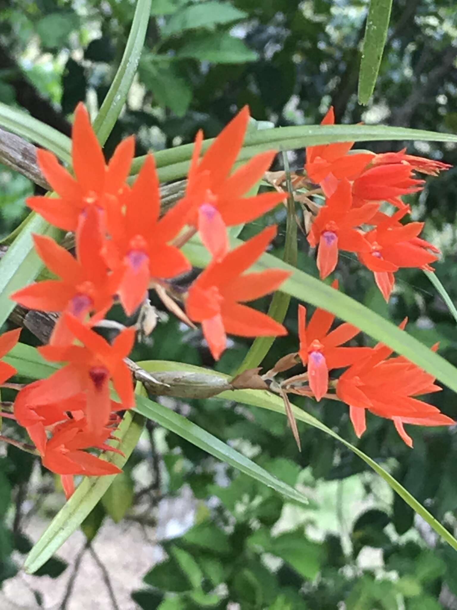 Слика од Scaphyglottis bidentata (Lindl.) Dressler