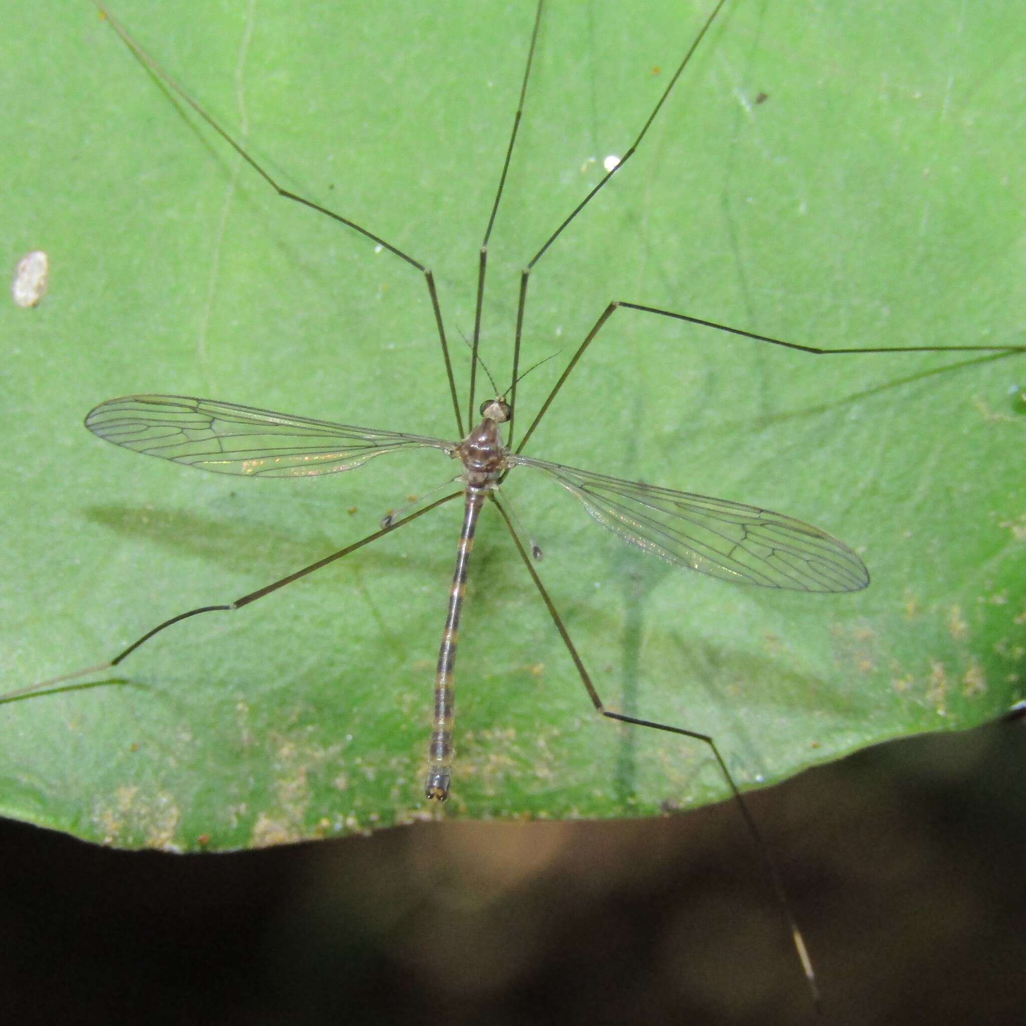 Imagem de Limnophilella delicatula (Hutton 1900)