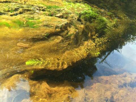 Image of Common bladderwort