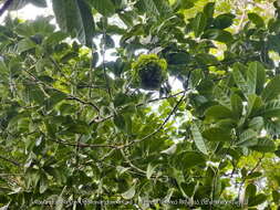 Imagem de Carpotroche brasiliensis (Raddi) Endl.