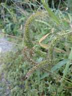 Image of <i>Setaria <i>verticillata</i></i> var. verticillata