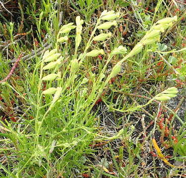 Image of Silene aethiopica subsp. aethiopica