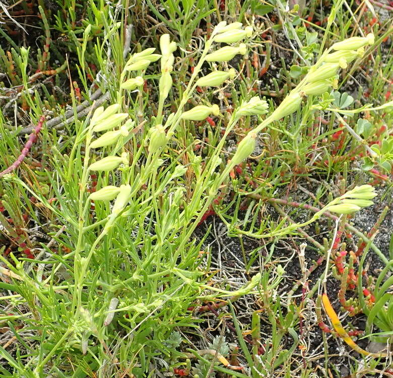 Слика од Silene aethiopica subsp. aethiopica