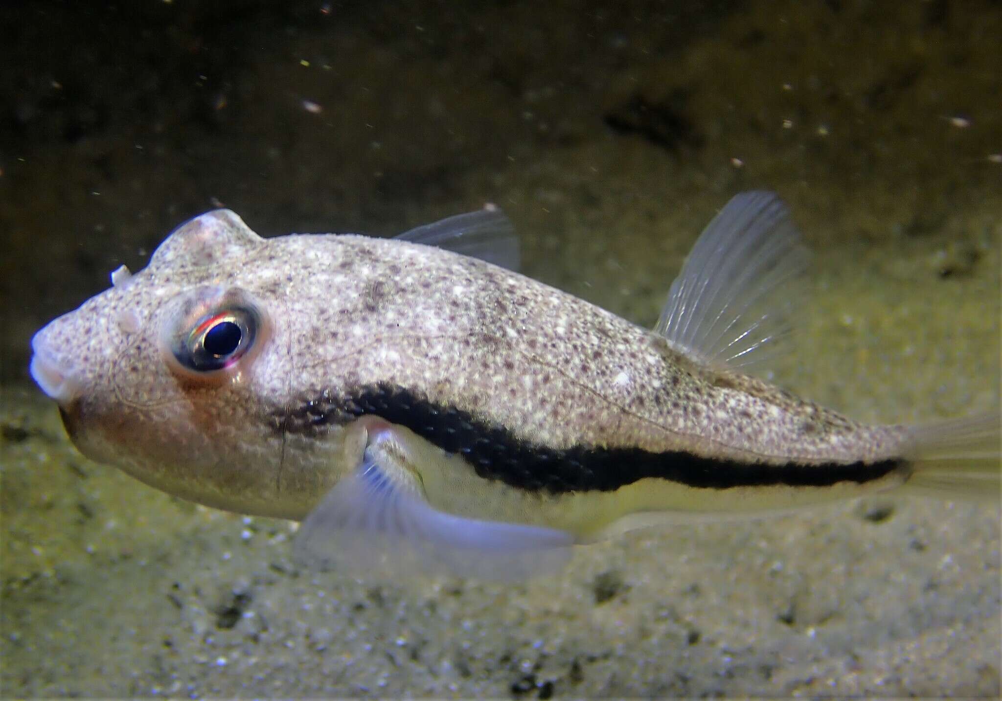 صورة Torquigener squamicauda (Ogilby 1910)