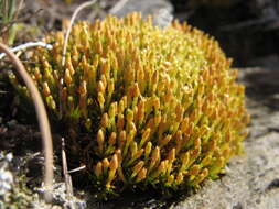 Imagem de Scleranthus uniflorus P. A. Williamson