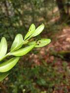 Imagem de Puccinia buxi Sowerby 1809