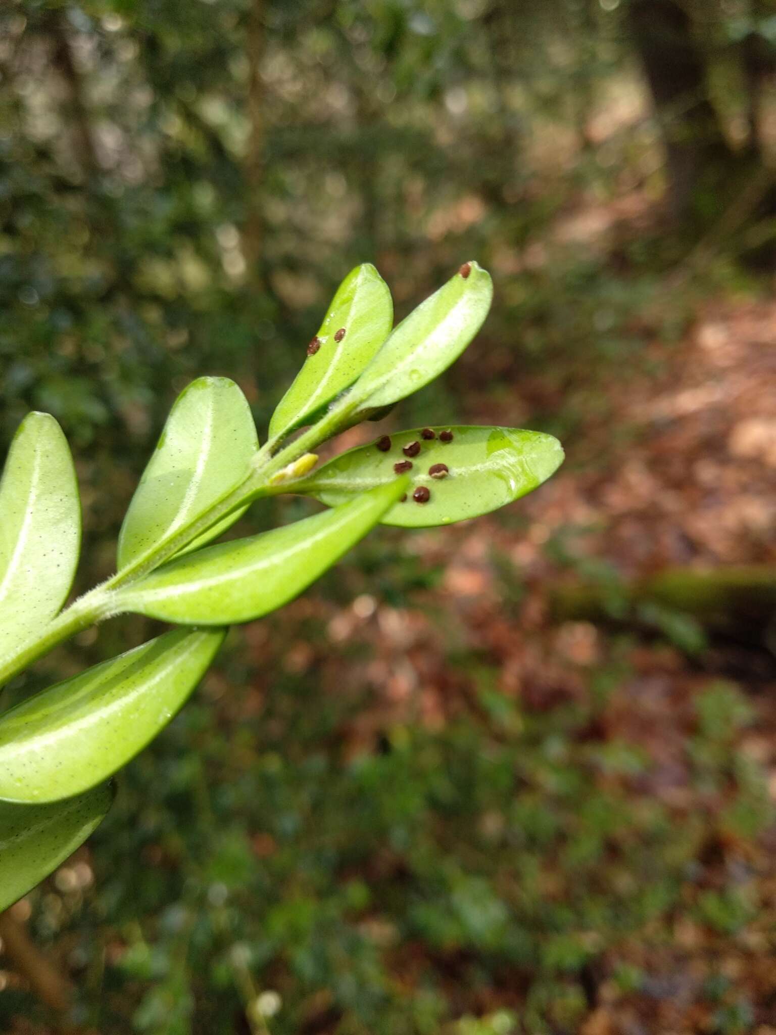 Imagem de Puccinia buxi Sowerby 1809