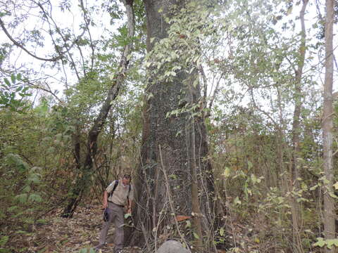 Ceiba trischistandra (A. Gray) Bakhuisen resmi