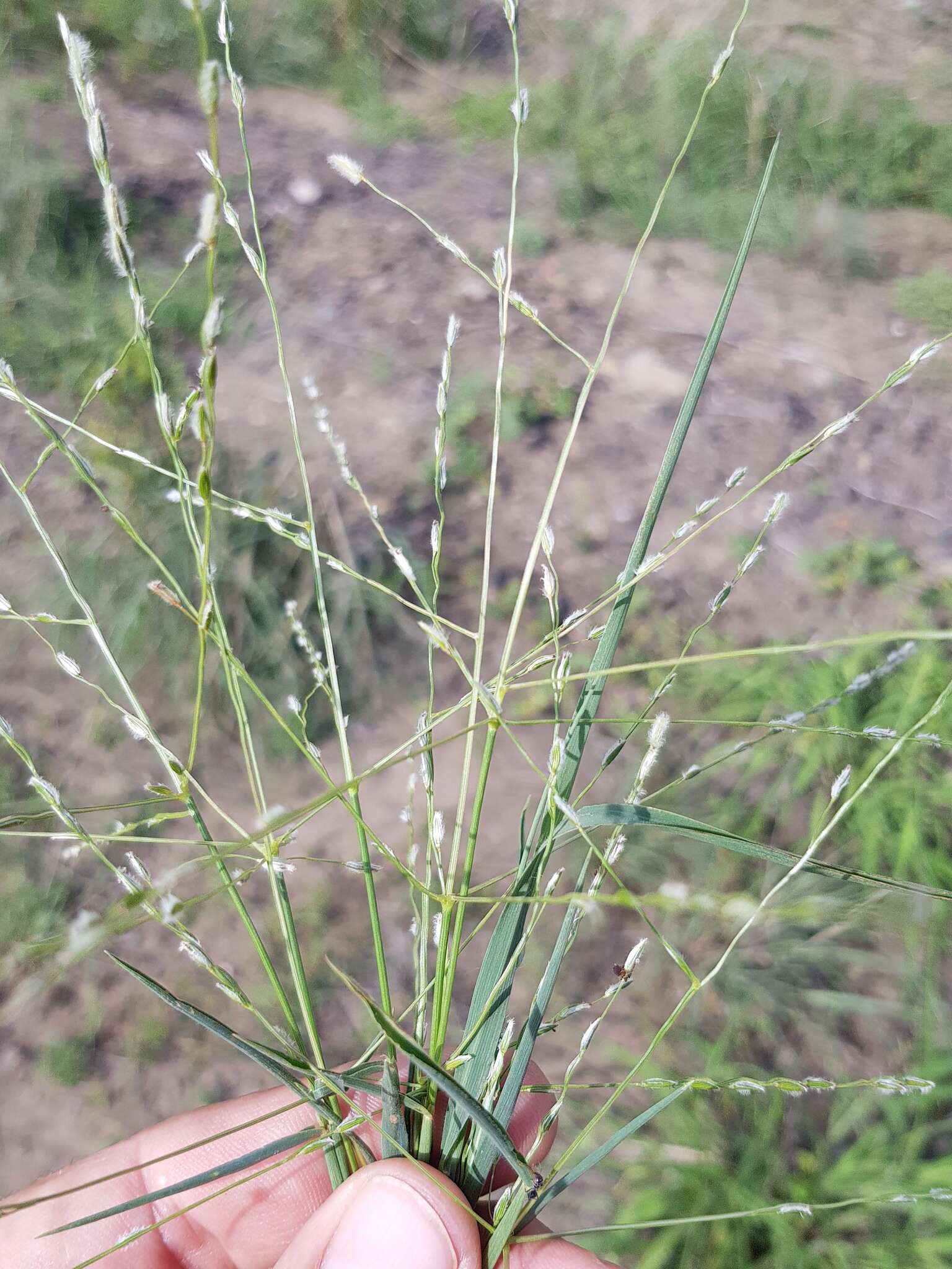 Image of Digitaria porrecta S. T. Blake