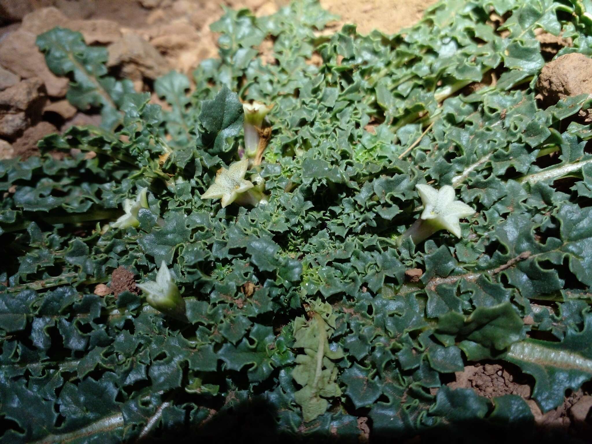 Image de Jaborosa caulescens Gill. & Hook.