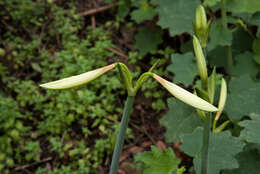 Imagem de Hippeastrum evansiae (Traub & I. S. Nelson) H. E. Moore