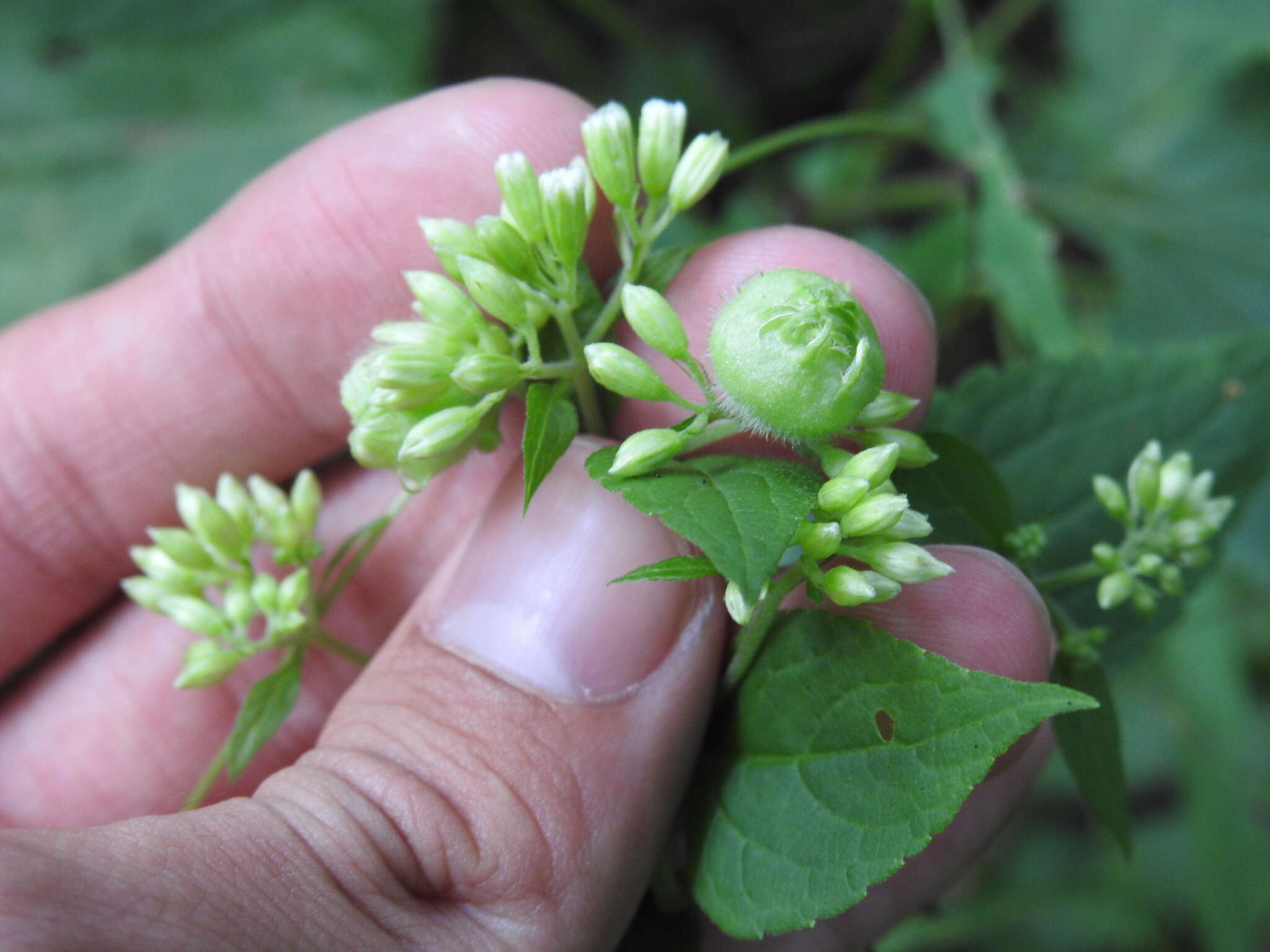 Plancia ëd Schizomyia eupatoriflorae (Beutenmuller 1907)