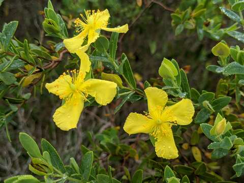 Imagem de Hypericum edisonianum (Small) P. Adams & N. Robson