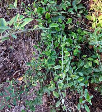 Image of Euphorbia cymosa Poir.