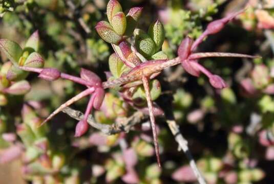 Ruschia divaricata L. Bol. resmi