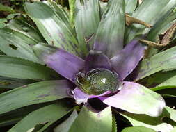 Image of Neoregelia concentrica (Vell.) L. B. Sm.