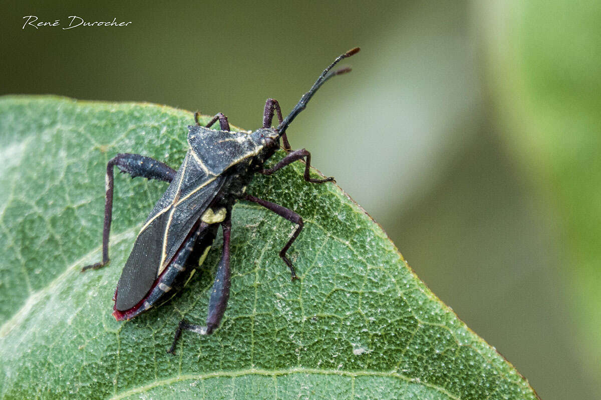 صورة Acanthocerus crucifer Palisot de Beauvois 1818