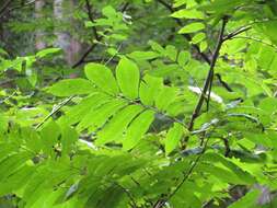 Plancia ëd Pterocarya rhoifolia Sieb. & Zucc.