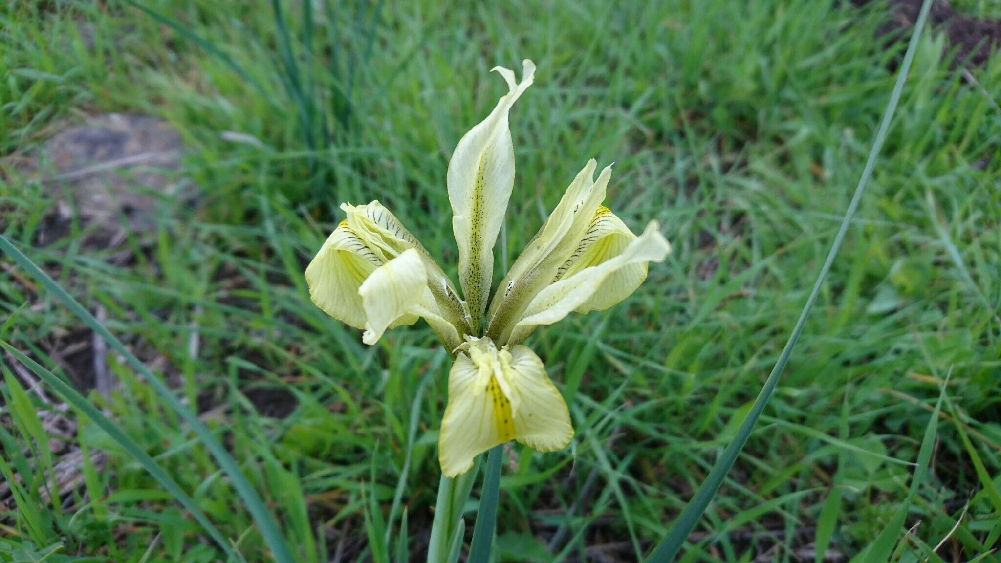 Image of Grant Duff's Iris