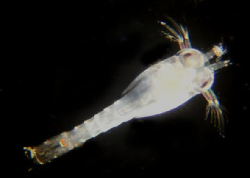 539.zpc bioug01226 b04 shrimp 1423919474 jpg.580x360