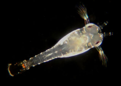 539.zpc bioug01226 b05 shrimp 1423920538 jpg.580x360