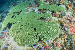 Image of Table coral