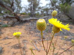 Image of Podolepis rugata subsp. glabrata