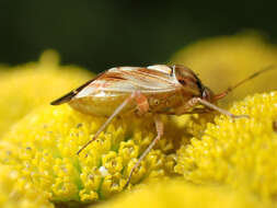 Image of Lygus punctatus (Zetterstedt 1838)