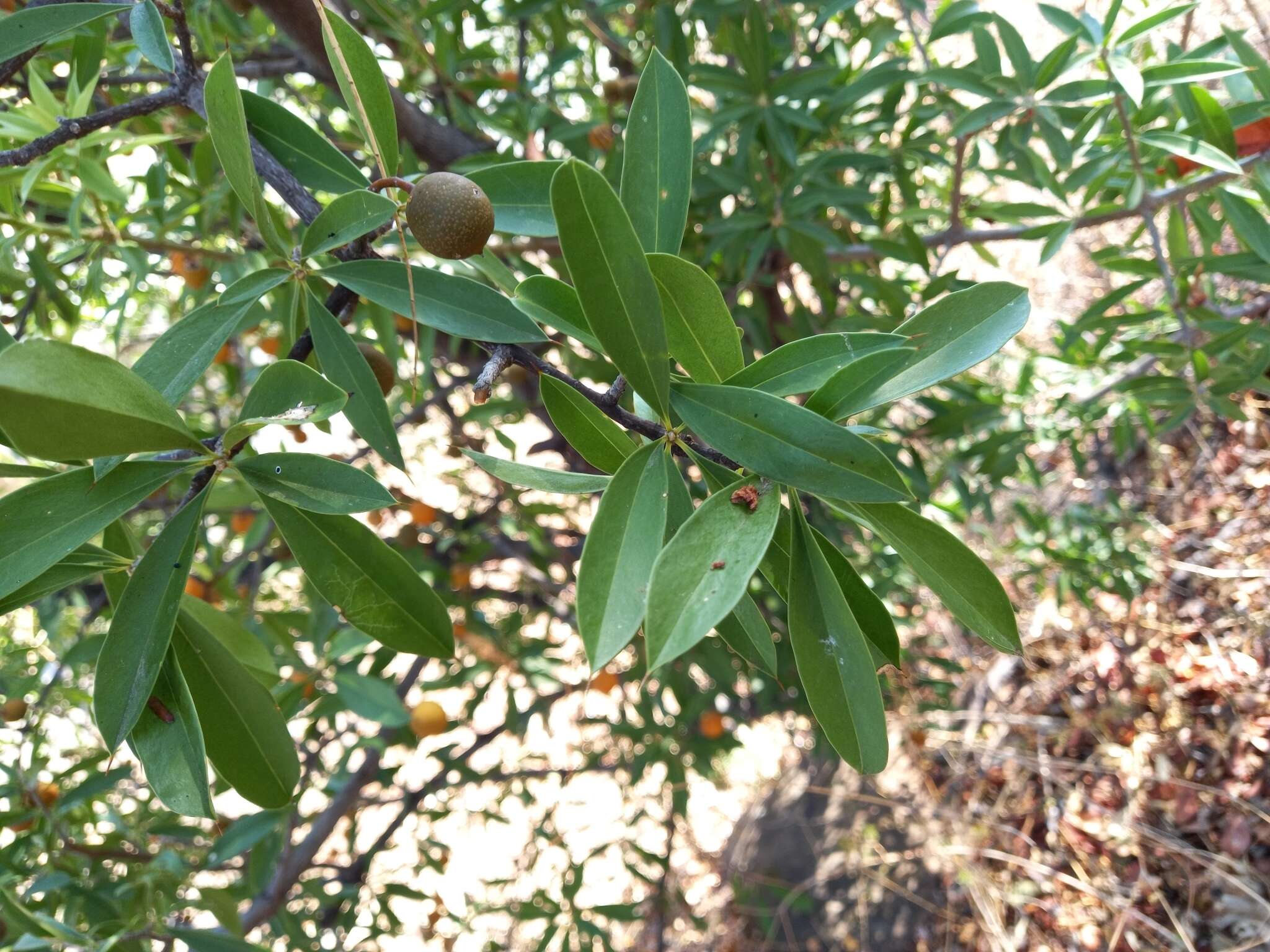 Image of Bonellia nervosa (C. Presl) B. Ståhl & Källersjö