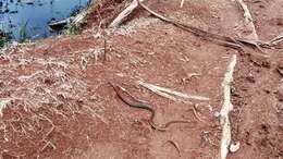 Image of buff striped keelback