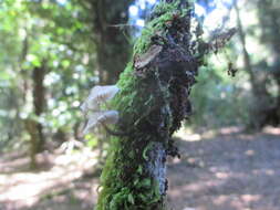 Plancia ëd Marasmiellus alliiodorus (Mont.) Singer 1962