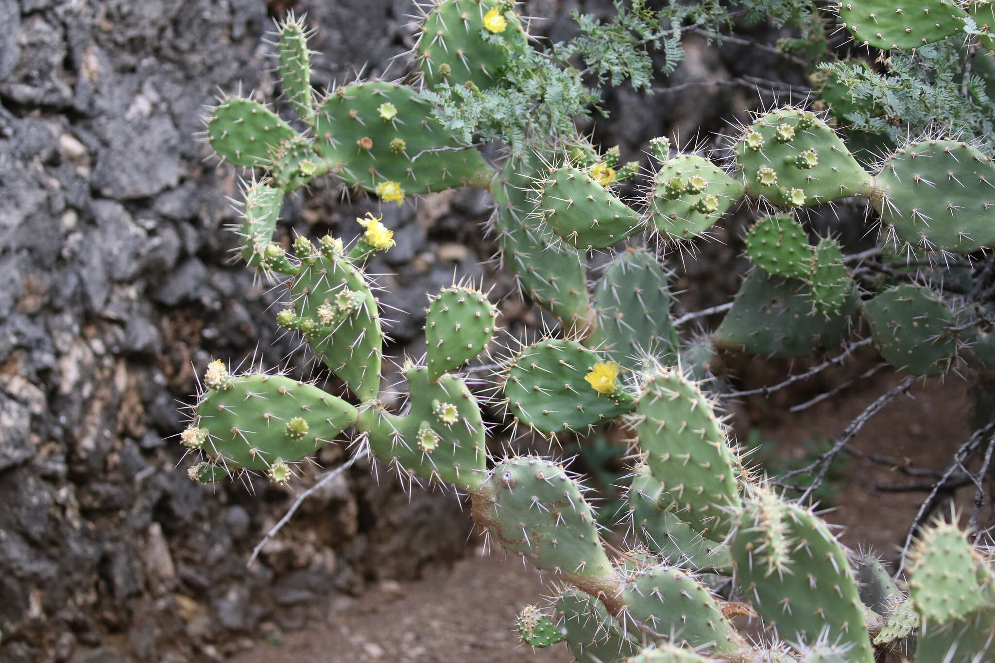 Image of Opuntia caracassana Salm-Dyck