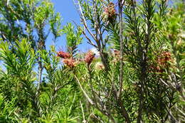 Imagem de Melaleuca parvistaminea N. B. Byrnes