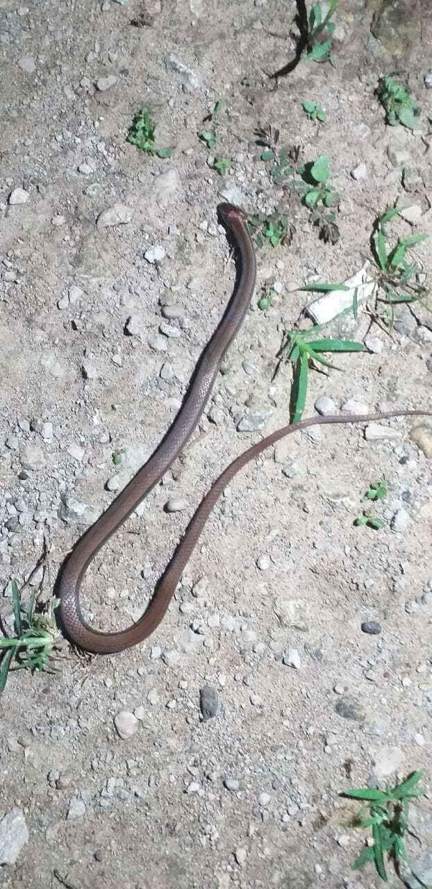 Image of Black-striped Snake