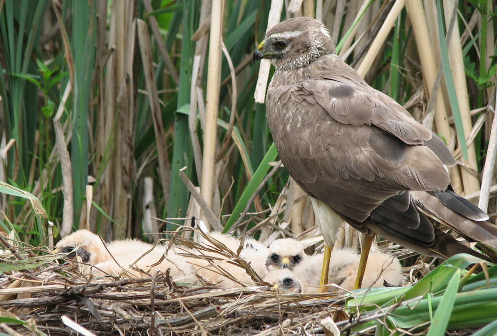 Image of Pallid Harrier