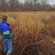 Image of Hardstem bulrush