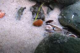 Image of Notocypraea angustata (Gmelin 1791)