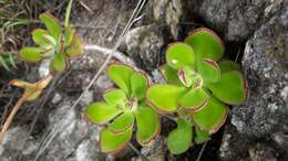 Image of Echeveria zorzaniana J. Reyes & Brachet