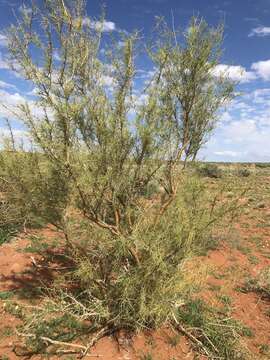 Plancia ëd Parkinsonia africana Sond.