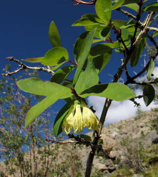 Image de Lonicera caerulea subsp. altaica (Pall.) Gladkova