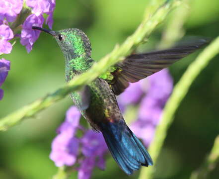 Image of Blue-vented Hummingbird