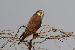 Image of Laggar Falcon