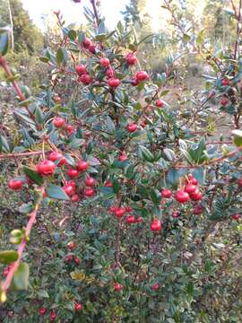 Image of Chilean guava